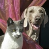 Dogs are Good, Cats are Bad