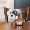 Pet Supplies