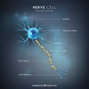 Nerves