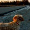 lost dog