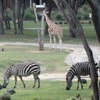 zoo