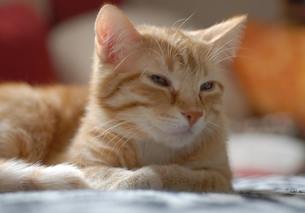 small orange cat