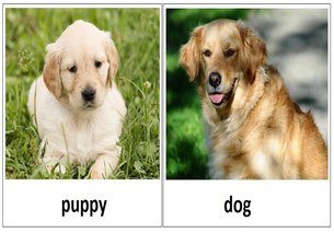puppy before dog - dog after puppy