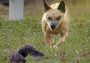 dog chases squirrel