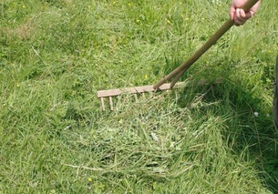 rake the lawn