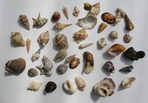 collect - collect seashells