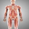 Body Parts - Interactive Practice