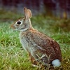 Short Listening Exam - Rabbit Problems